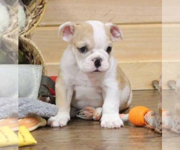 Medium Photo #3 English Bulldog Puppy For Sale in MARSHFIELD, MO, USA