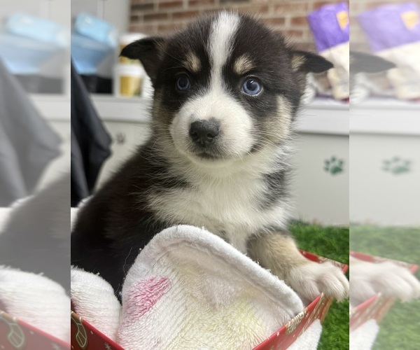 Medium Photo #6 Pomsky-Shiba Inu Mix Puppy For Sale in NASHUA, NH, USA