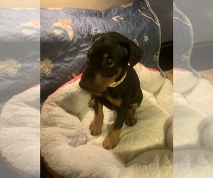 Doberman Pinscher Puppy for sale in MONROE CITY, MO, USA
