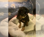 Small Photo #1 Doberman Pinscher Puppy For Sale in MONROE CITY, MO, USA