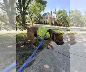 Buster - Male Bull-Boxer Dog for Adoption - Photo #6