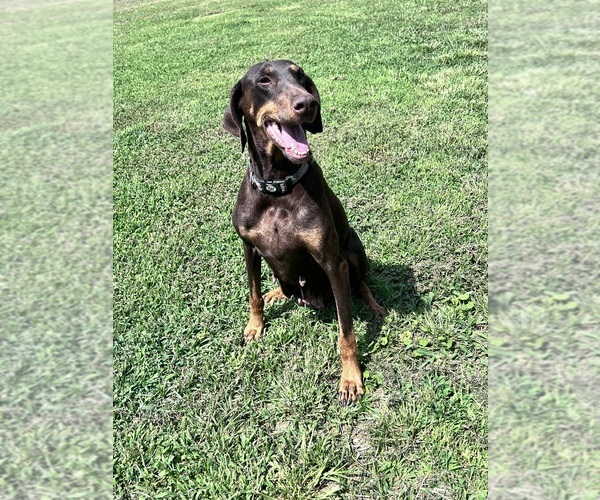 Medium Photo #15 Doberman Pinscher Puppy For Sale in HARTSELLE, AL, USA