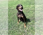 Small #14 Doberman Pinscher