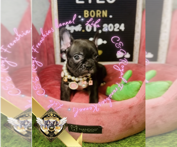 Medium Photo #19 French Bulldog Puppy For Sale in CHARLESTON, SC, USA