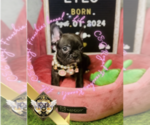 Small Photo #19 French Bulldog Puppy For Sale in CHARLESTON, SC, USA