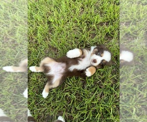 Miniature Australian Shepherd Puppy for sale in BROOKER, FL, USA