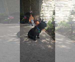 French Bulldog Puppy for sale in TERRELL, TX, USA
