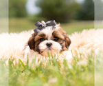 Puppy Gus Gus Shih Tzu