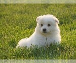 Small Photo #2 Samoyed Puppy For Sale in FREDERICKSBURG, OH, USA