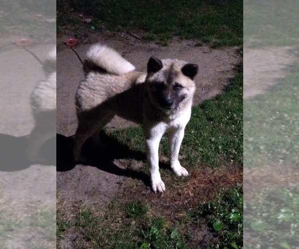 Medium Photo #1 Akita-Siberian Husky Mix Puppy For Sale in MILLINGTON, MD, USA