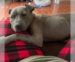 Small #4 Mutt