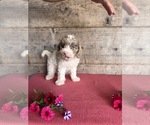 Small #1 Bernedoodle (Miniature)