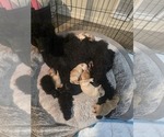 Small Photo #1 Goldendoodle mix (+ Poodle Standard) Puppy For Sale in LA PINE, OR, USA
