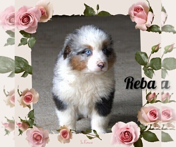 Medium Photo #2 Australian Shepherd Puppy For Sale in CLARE, MI, USA