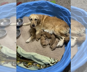Mother of the Golden Retriever puppies born on 11/14/2021