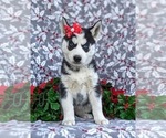 Small Photo #1 Siberian Husky Puppy For Sale in EPHRATA, PA, USA