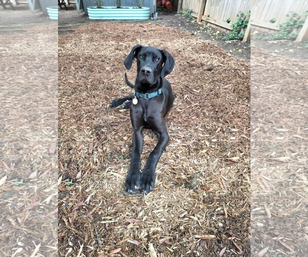 Medium Photo #2 Great Dane Puppy For Sale in Huntersville, NC, USA