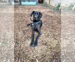 Small #1 Great Dane