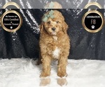 Small #5 Goldendoodle (Miniature)