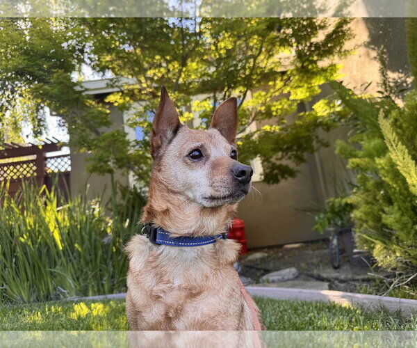 Medium Photo #9 Mutt Puppy For Sale in Santa Clara, CA, USA