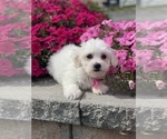 Small #5 Coton de Tulear