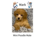 Image preview for Ad Listing. Nickname: Mark
