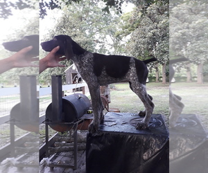 German Shorthaired Pointer Puppy for sale in HOUSTON, TX, USA