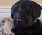 Small #4 Goldendoodle