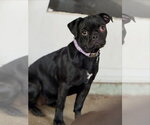 Small #7 Pug Mix