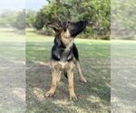 Small #5 German Shepherd Dog