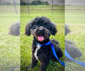 Shih Tzu Dogs for adoption in Pacolet, SC, USA
