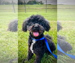 Small Shih Tzu