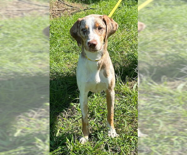 Medium Photo #1 Catahoula Leopard Dog-Unknown Mix Puppy For Sale in Wetumpka, AL, USA