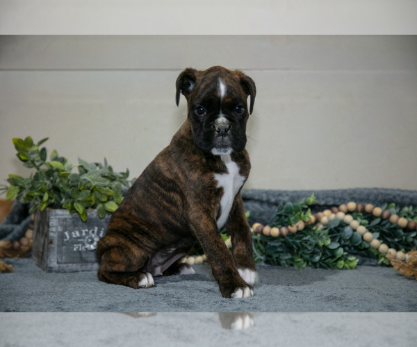 Medium Photo #3 Boxer Puppy For Sale in NASHVILLE, MI, USA