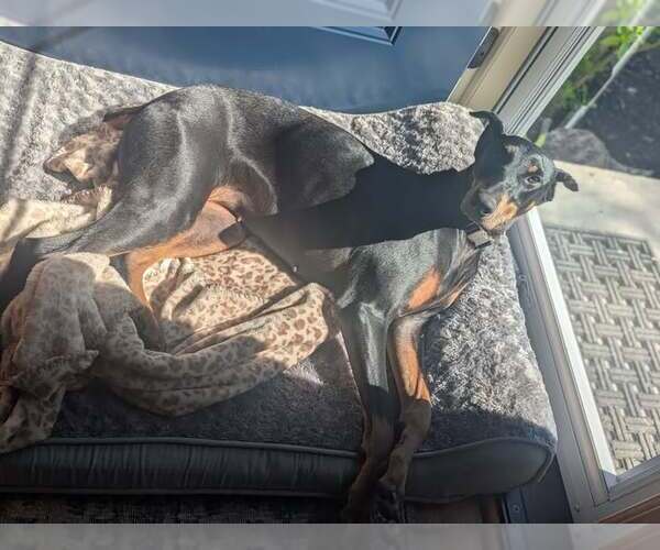 Medium Photo #2 Doberman Pinscher Puppy For Sale in Buffalo, MN, USA