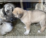 Small Photo #14 Anatolian Shepherd Puppy For Sale in ROBSTOWN, TX, USA