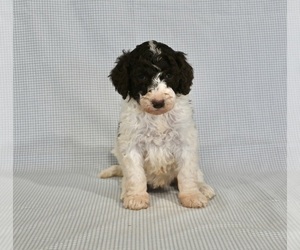 Poodle (Standard) Puppy for sale in SUGARCREEK, OH, USA