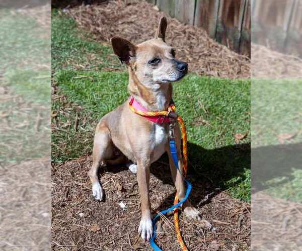 Medium Photo #4 Chihuahua-Unknown Mix Puppy For Sale in Kennesaw, GA, USA