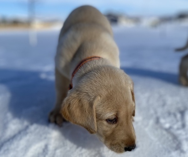 Medium Photo #1 Labrador Retriever Puppy For Sale in AURORA, SD, USA