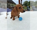 Small #1 Dachshund