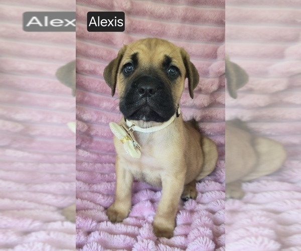 Medium Photo #2 Cane Corso Puppy For Sale in MINERAL WELLS, WV, USA