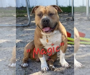 Father of the American Bully puppies born on 08/21/2023