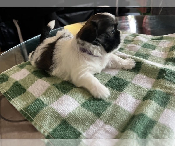 Medium Photo #14 Shih Tzu Puppy For Sale in MOORESVILLE, NC, USA