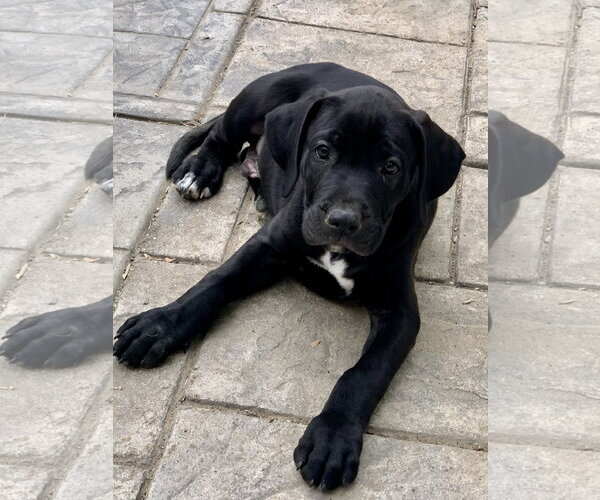 Medium Photo #5 Mastador Puppy For Sale in Fenton, MO, USA