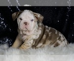 Small Photo #27 English Bulldog Puppy For Sale in WARSAW, IN, USA