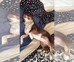 Small Photo #3 Mutt Puppy For Sale in Denver , CO, USA
