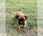 Small Photo #12 Boxer Puppy For Sale in COWETA, OK, USA
