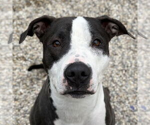 Mutt Dogs for adoption in Jefferson, WI, USA