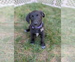 Small Labrador Retriever Mix