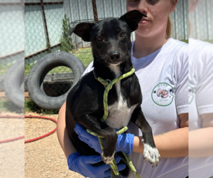 Chiweenie Dogs for adoption in Cranston, RI, USA
